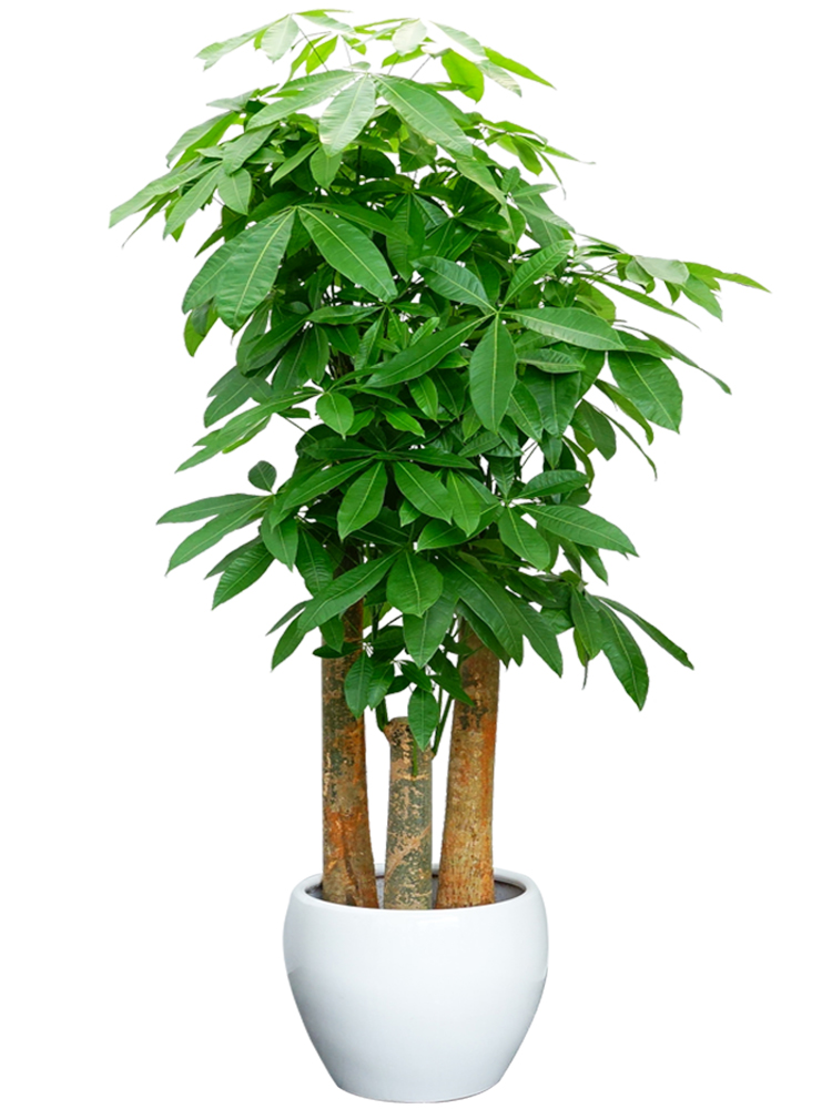 長(zhǎng)沙花卉租擺——綠植租擺-辦公樓擺花-三桿發(fā)財(cái)樹(shù)大型植物盆栽喬遷送禮花卉